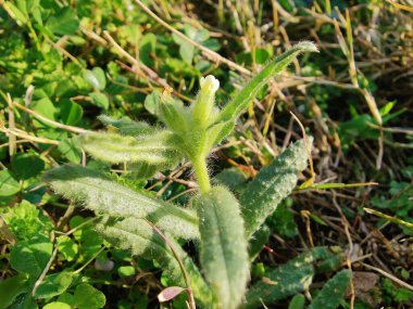 Nonea echioides veya Buglossoides arvensis