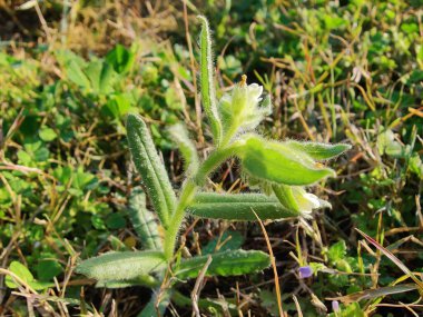 Nonea echioides veya Buglossoides arvensis