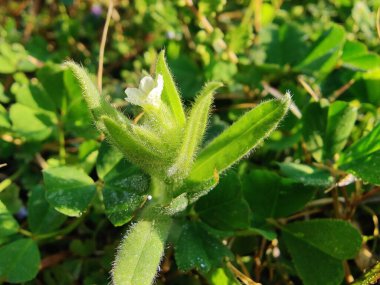 Nonea echioides veya Buglossoides arvensis