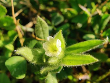 Nonea echioides veya Buglossoides arvensis