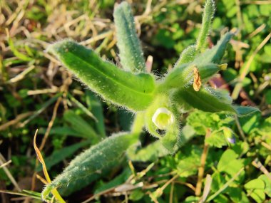 Nonea echioides veya Buglossoides arvensis