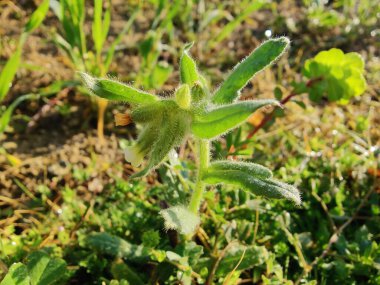 Nonea echioides veya Buglossoides arvensis