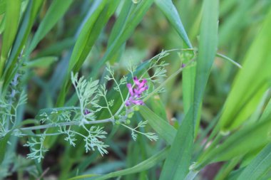Yaygın dezenfekte ya da Fumaria officinalis bitki bitkisi