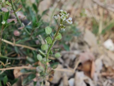 Thlaspi Arvense veya Field Pennycress yeşil bitkisi
