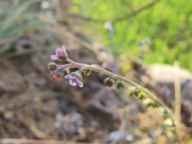 Cynoglossum zeylanicum, Forked Me Not or Seylan Hound 's Langue