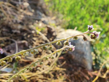 Cynoglossum zeylanicum, Forked Me Not or Seylan Hound 's Langue