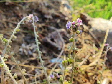 Cynoglossum zeylanicum, Forked Me Not or Seylan Hound 's Langue