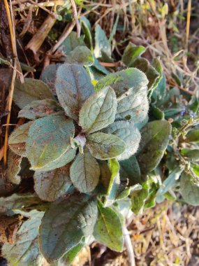 Cynoglossum zeylanicum, Forked Me Not or Seylan Hound 's Langue