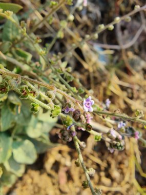 Cynoglossum zeylanicum, Forked Me Not or Seylan Hound 's Langue