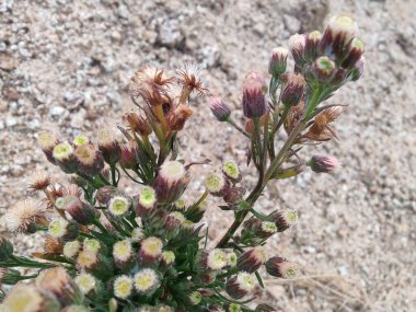 Kıllı pire, Conyza bonariensis veya Erigeron bonariensis