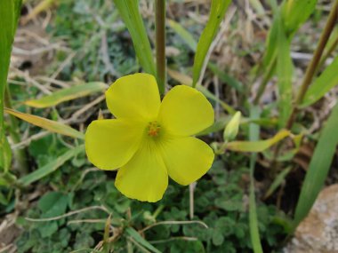 Sürünen ağaçkuşu, Bermuda düğün çiçeği ya da Oxalis corniculata sarı çiçeği