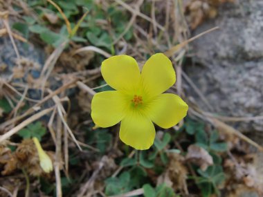 Sürünen ağaçkuşu, Bermuda düğün çiçeği ya da Oxalis corniculata sarı çiçeği