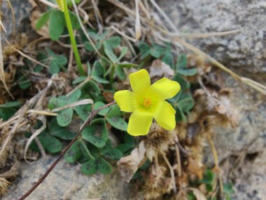 Sürünen ağaçkuşu, Bermuda düğün çiçeği ya da Oxalis corniculata sarı çiçeği