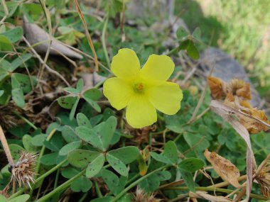 Sürünen ağaçkuşu, Bermuda düğün çiçeği ya da Oxalis corniculata sarı çiçeği
