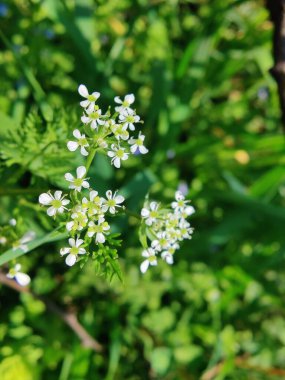 Şalgam köklü Chervil ya da Chaerophyllum ampul beyaz çiçekleri