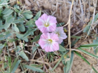Alan bağları ya da Convolvulus arvensis