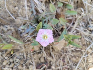 Alan bağları ya da Convolvulus arvensis