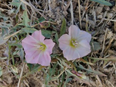 Alan bağları ya da Convolvulus arvensis