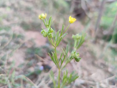 Ranunculus arvensis, Fındık Tarlası veya Mısır Çiçeği Bitkisi