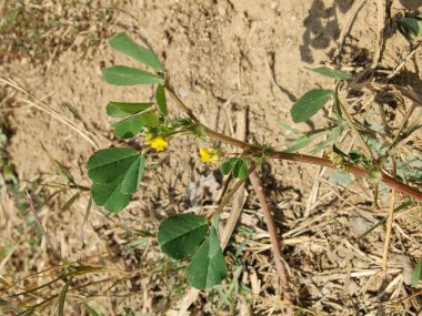 Burr Sıhhiye veya Medicago Litttoralis
