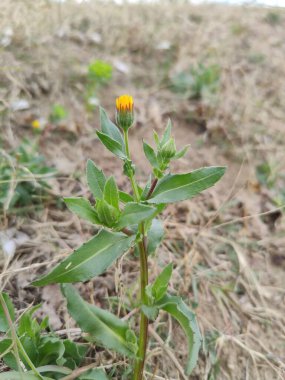 Calendula Arvensis Vahşi sarı çiçek