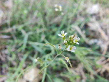 Boechera Fecundaor Sapphire Rockcress çiçekleri