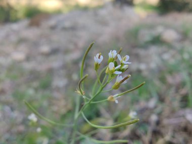 Boechera Fecundaor Sapphire Rockcress çiçekleri