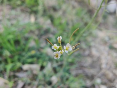 Boechera Fecundaor Sapphire Rockcress çiçekleri