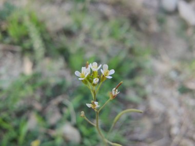 Boechera Fecundaor Sapphire Rockcress çiçekleri