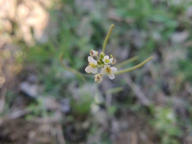 Boechera Fecundaor Sapphire Rockcress çiçekleri