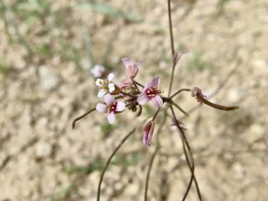 Boechera Fecundaor Sapphire Rockcress çiçekleri