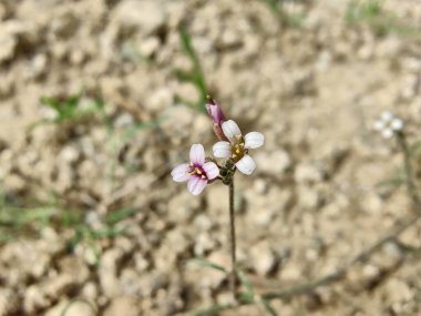 Boechera Fecundaor Sapphire Rockcress çiçekleri