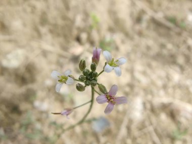 Boechera Fecundaor Sapphire Rockcress çiçekleri