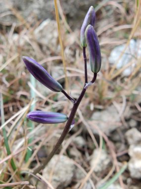 Kilikyalı Squill veya Scilla cilicica