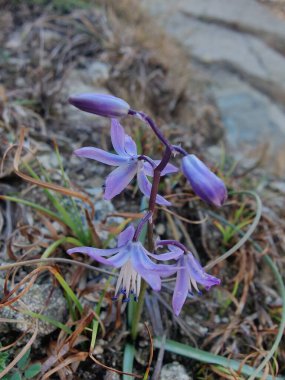 Kilikyalı Squill veya Scilla cilicica