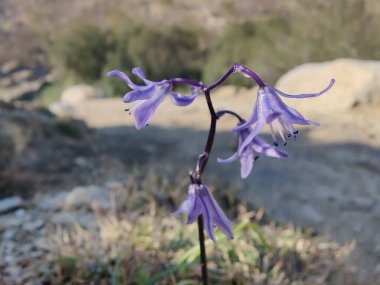 Kilikyalı Squill veya Scilla cilicica