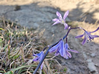 Kilikyalı Squill veya Scilla cilicica