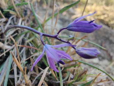 Kilikyalı Squill veya Scilla cilicica