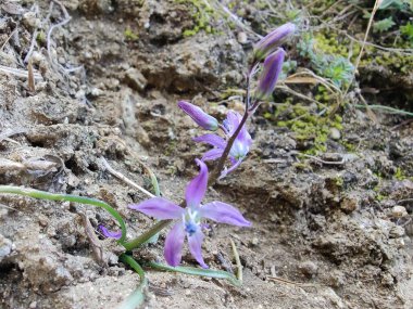 Kilikyalı Squill veya Scilla cilicica