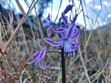 Kilikyalı Squill veya Scilla cilicica
