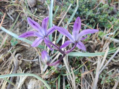 Kilikyalı Squill veya Scilla cilicica