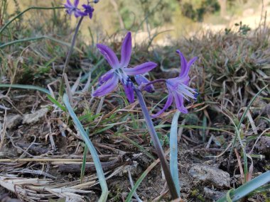 Kilikyalı Squill veya Scilla cilicica