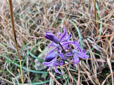 Kilikyalı Squill veya Scilla cilicica