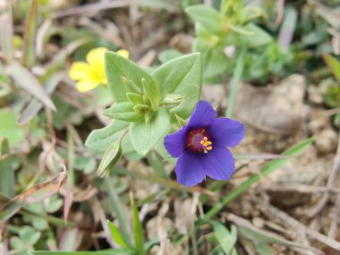 Kızıl farekulağı, Lysimachia arvensis veya Anagallis arvensis mor çiçekleri