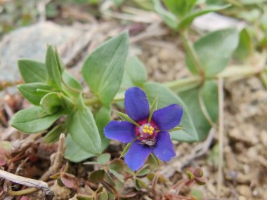 Kızıl farekulağı, Lysimachia arvensis veya Anagallis arvensis mor çiçekleri