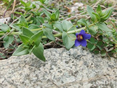 Kızıl farekulağı, Lysimachia arvensis veya Anagallis arvensis mor çiçekleri
