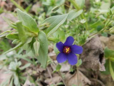 Kızıl farekulağı, Lysimachia arvensis veya Anagallis arvensis mor çiçekleri
