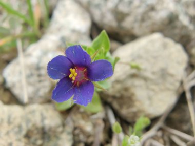 Kızıl farekulağı, Lysimachia arvensis veya Anagallis arvensis mor çiçekleri
