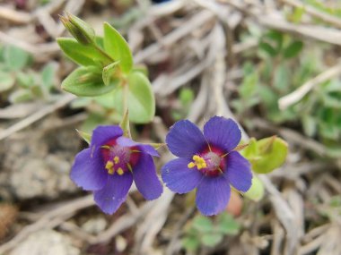 Kızıl farekulağı, Lysimachia arvensis veya Anagallis arvensis mor çiçekleri