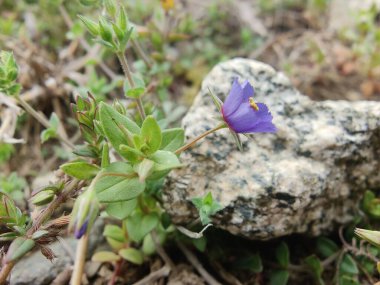 Kızıl farekulağı, Lysimachia arvensis veya Anagallis arvensis mor çiçekleri